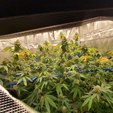 GG#4 (Josey Wales cut) growlog timeline photo