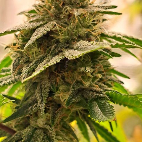GG#4 (Josey Wales cut) growlog timeline photo