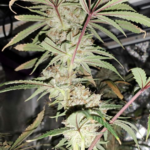 Pupil King #2 growlog timeline photo