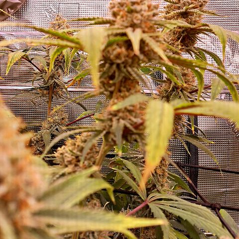 Pupil King #2 growlog timeline photo