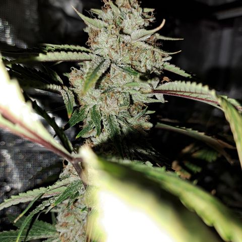 Pupil King #2 growlog timeline photo
