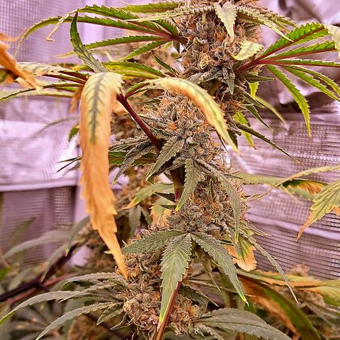 Pupil King #2 growlog timeline photo