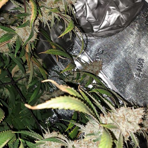Pupil King #2 growlog timeline photo