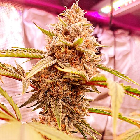 Pupil King #2 growlog timeline photo