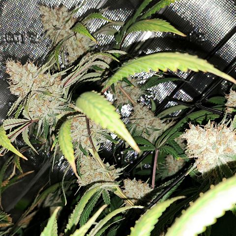 Pupil King #2 growlog timeline photo