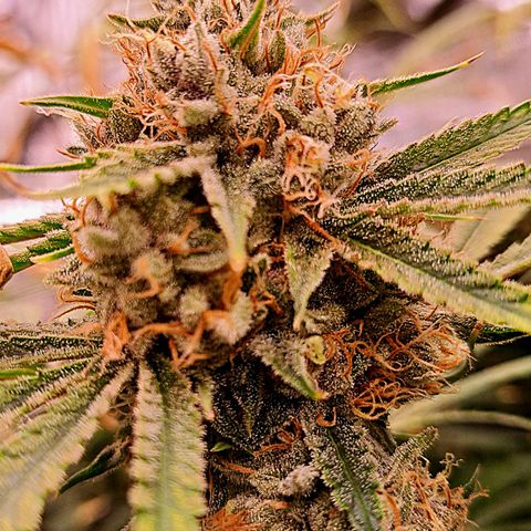 Pupil King #2 growlog timeline photo