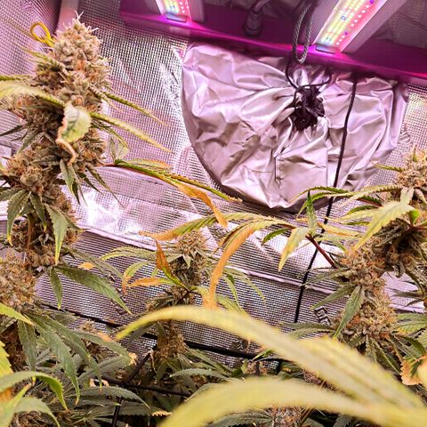 Pupil King #2 growlog timeline photo