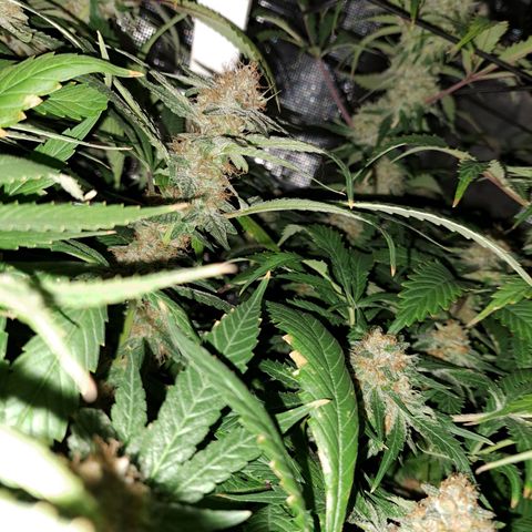 Chocolate Fire growlog timeline photo