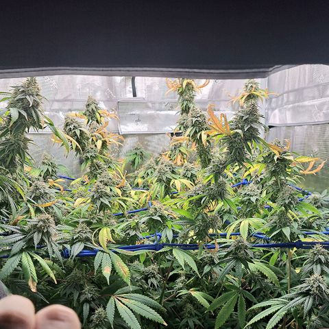 GG#4 (Josey Wales cut) growlog timeline photo