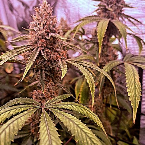 Pupil King #2 growlog timeline photo