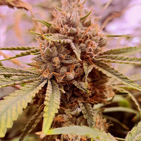 Pupil King #2 growlog timeline photo