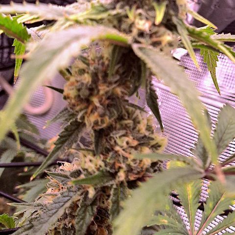 Star Pupil x Vanilla Sunbreath  growlog timeline photo