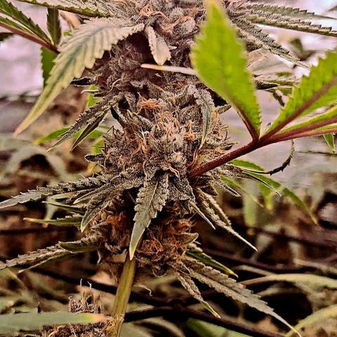 Pupil King #2 growlog timeline photo