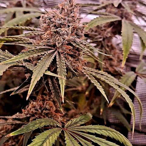 Pupil King #2 growlog timeline photo
