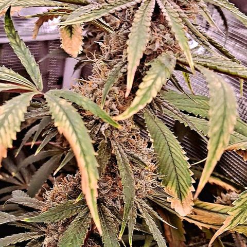 Pupil King #2 growlog timeline photo