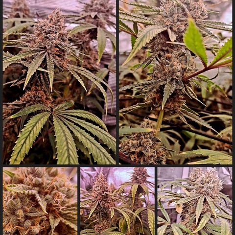 Pupil King #2 growlog timeline photo
