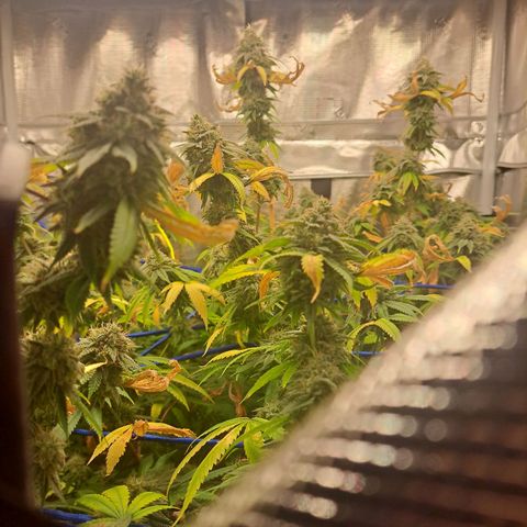 GG#4 (Josey Wales cut) growlog timeline photo