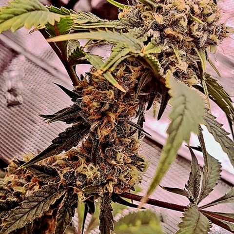 Star Pupil x Vanilla Sunbreath  growlog timeline photo