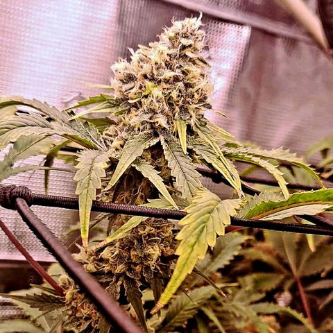 Star Pupil x Vanilla Sunbreath  growlog timeline photo