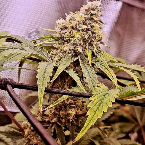 Star Pupil x Vanilla Sunbreath  growlog timeline photo