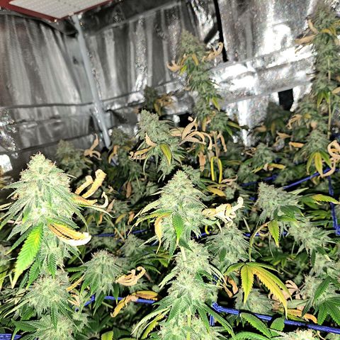 GG#4 (Josey Wales cut) growlog timeline photo