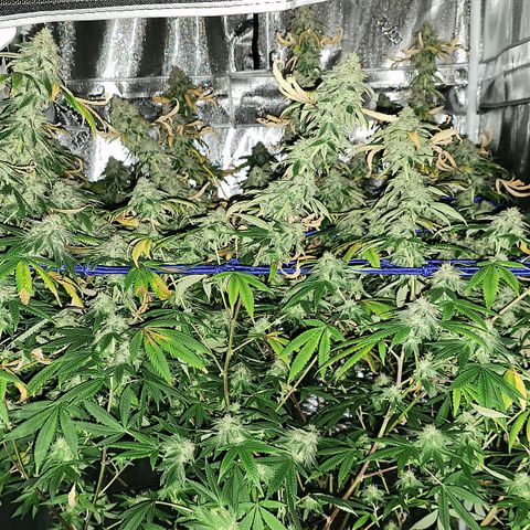 GG#4 (Josey Wales cut) growlog timeline photo
