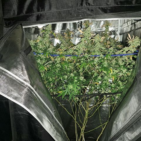 GG#4 (Josey Wales cut) growlog timeline photo