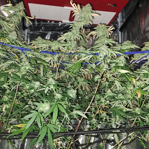 GG#4 (Josey Wales cut) growlog timeline photo