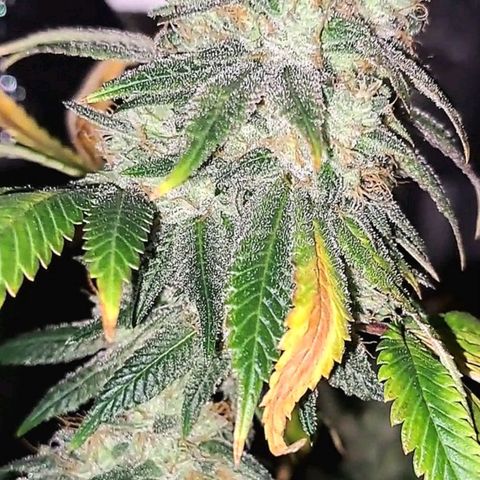 GG#4 (Josey Wales cut) growlog timeline photo