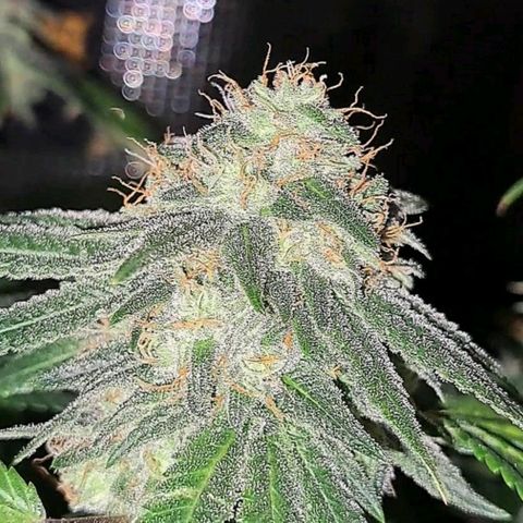 GG#4 (Josey Wales cut) growlog timeline photo