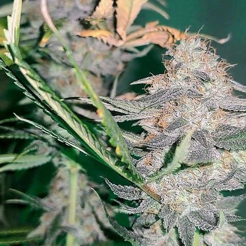 GG#4 (Josey Wales cut) growlog timeline photo
