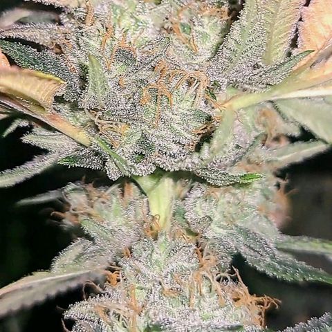 GG#4 (Josey Wales cut) growlog timeline photo
