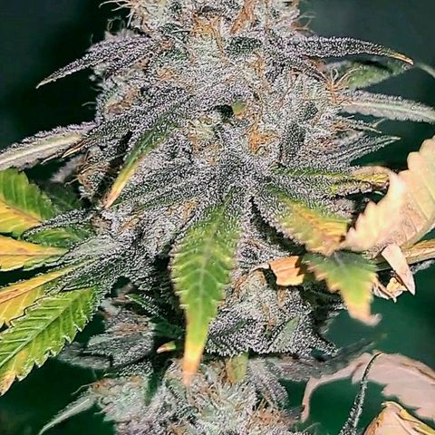 GG#4 (Josey Wales cut) growlog timeline photo