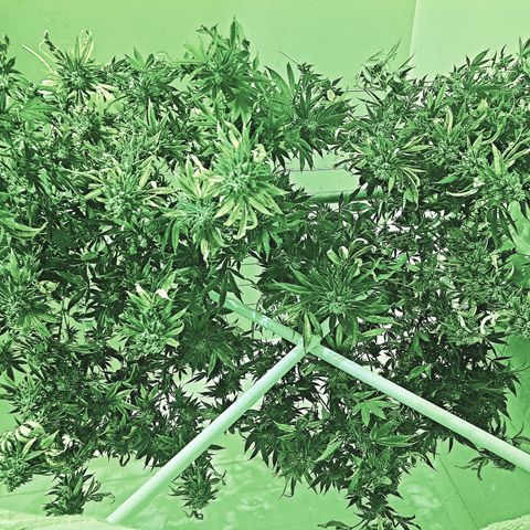 GG#4 (Josey Wales cut) growlog timeline photo