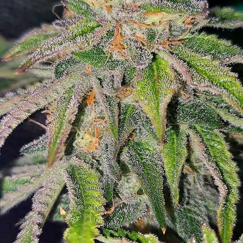 Pink Banana Trufflez growlog timeline photo