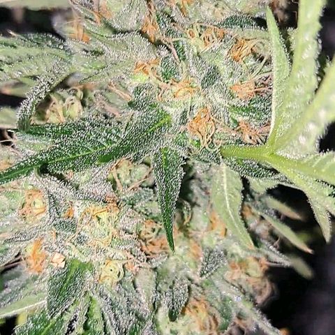 Pink Banana Trufflez growlog timeline photo
