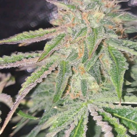 Pink Banana Trufflez growlog timeline photo