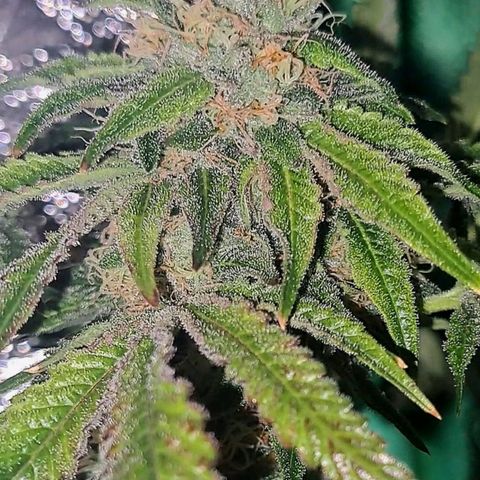 Pink Banana Trufflez growlog timeline photo