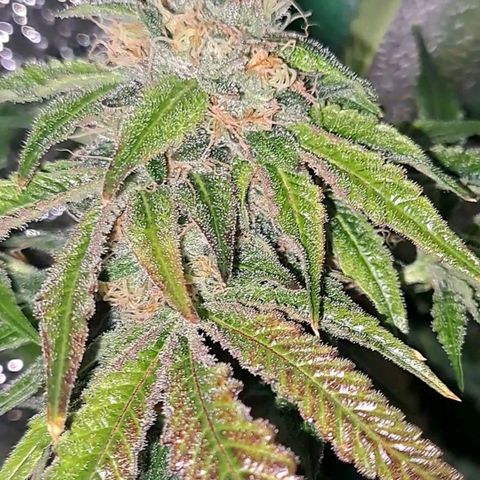 Pink Banana Trufflez growlog timeline photo