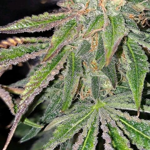 Pink Banana Trufflez growlog timeline photo