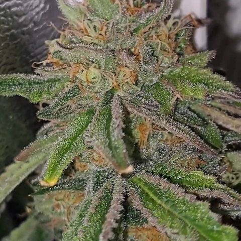 Pink Banana Trufflez growlog timeline photo