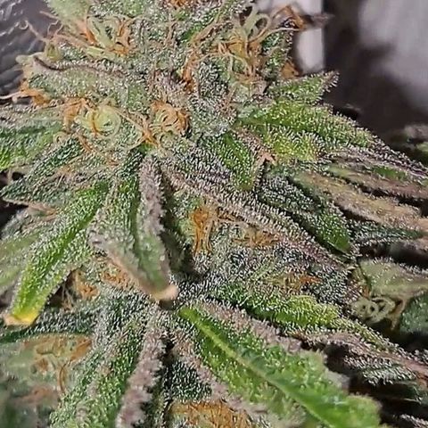 Pink Banana Trufflez growlog timeline photo