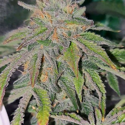 Pink Banana Trufflez growlog timeline photo