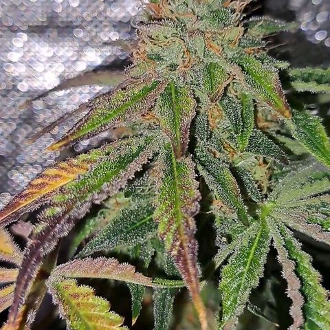 Pink Banana Trufflez growlog timeline photo