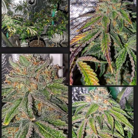 Pink Banana Trufflez growlog timeline photo
