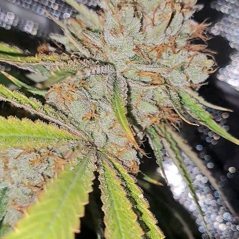 Pupil King #2 growlog timeline photo