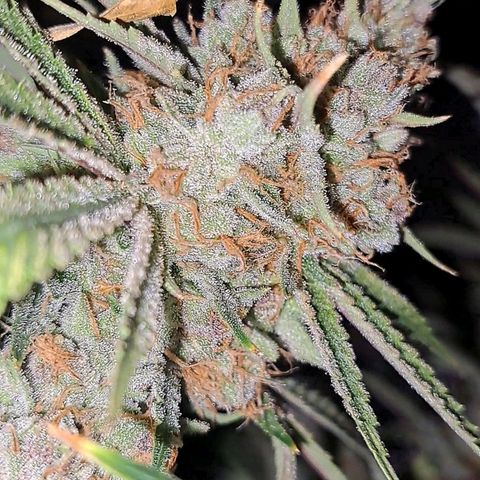 Pupil King #2 growlog timeline photo