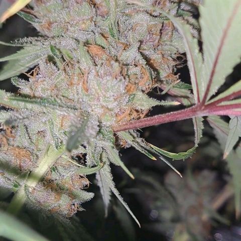 Pupil King #2 growlog timeline photo
