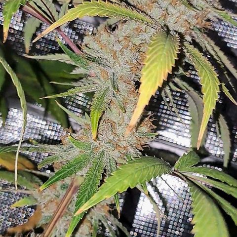 Pupil King #2 growlog timeline photo