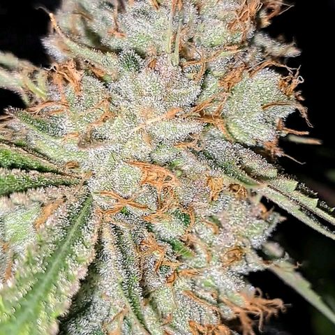 Pupil King #2 growlog timeline photo